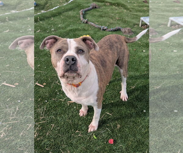 Medium Photo #3 American Staffordshire Terrier-Unknown Mix Puppy For Sale in Calhoun, GA, USA