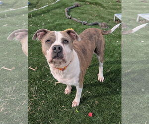 Osbourne - Male American Staffordshire Terrier-Unknown Mix Dog for Adoption - Photo #3