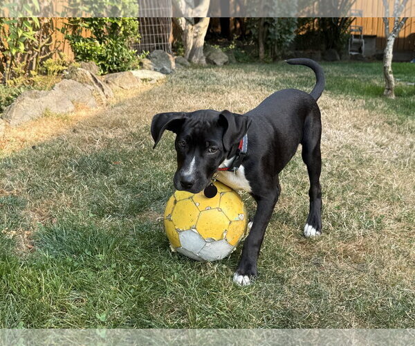 Medium Photo #4 Labrador Retriever-Unknown Mix Puppy For Sale in Bellevue, WA, USA