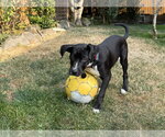 Small #3 Labrador Retriever Mix