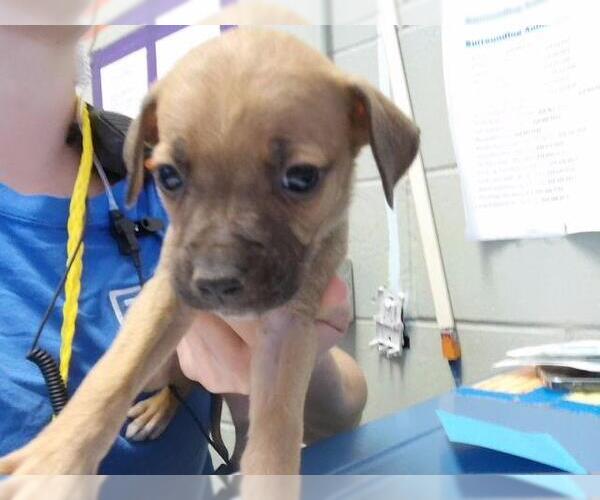 Medium Photo #1 Mutt Puppy For Sale in Tulsa, OK, USA
