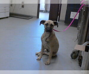 Labrador Retriever-Unknown Mix Dogs for adoption in Fayetteville, NC, USA