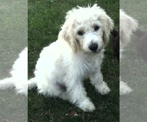 Jug Puppy for sale in CADIZ, KY, USA
