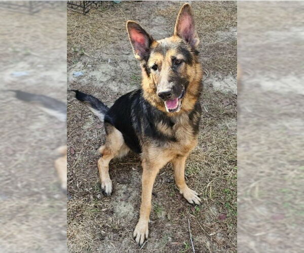 Medium Photo #3 German Shepherd Dog Puppy For Sale in LOGANVILLE, GA, USA