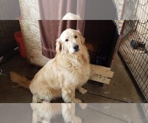 Mother of the Golden Retriever puppies born on 01/10/2022