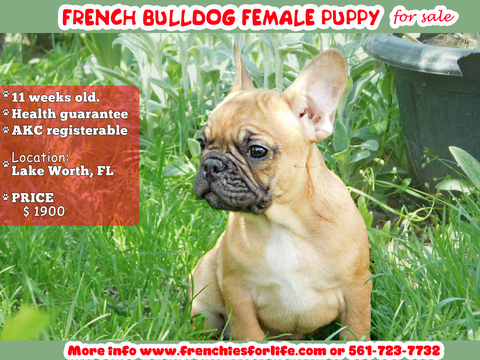 Medium Photo #1 French Bulldog Puppy For Sale in WEST PALM BEACH, FL, USA