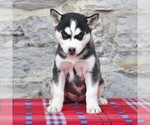 Small Photo #2 Siberian Husky Puppy For Sale in HAGERSTOWN, MD, USA
