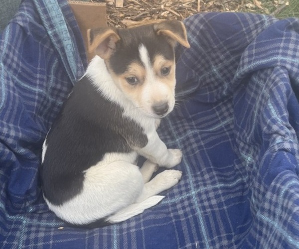Medium Photo #1 Mutt Puppy For Sale in KALONA, IA, USA
