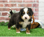 Small #12 Bernese Mountain Dog