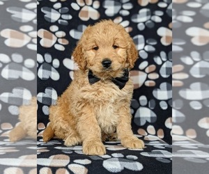 Goldendoodle-Poodle (Miniature) Mix Puppy for sale in KIRKWOOD, PA, USA