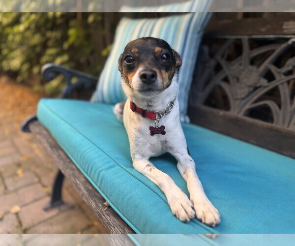 Medium Photo #3 Rat-Cha Puppy For Sale in Santa Clara, CA, USA