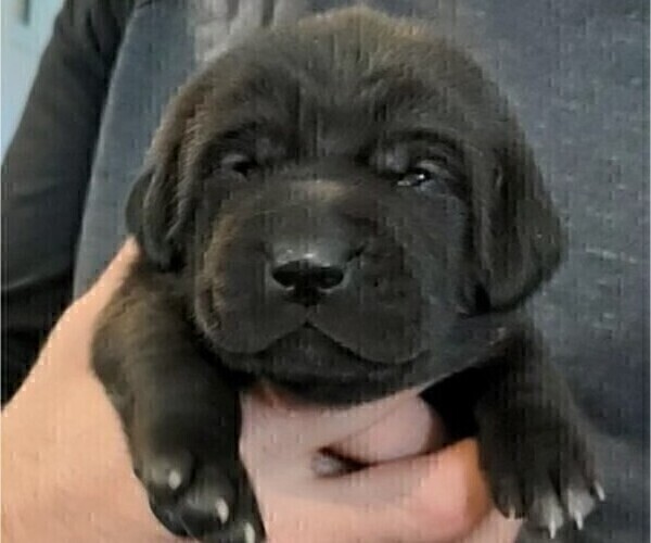 Medium Photo #2 Goldmaraner Puppy For Sale in SAN JOSE, CA, USA