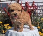 Small #3 Goldendoodle (Miniature)