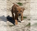 Small Photo #101 Rhodesian Ridgeback Puppy For Sale in MORONGO VALLEY, CA, USA