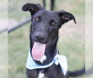 German Shepherd Dog-Unknown Mix Dogs for adoption in San Antonio, TX, USA