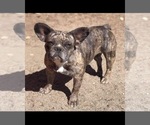 Small Photo #6 French Bulldog Puppy For Sale in E WENATCHEE, WA, USA
