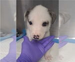 Small #2 Mutt