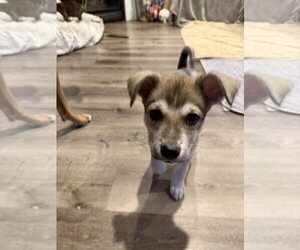 Zev - Male Mutt Dog for Adoption - Photo #5