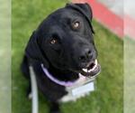 Small #1 Labrador Retriever Mix