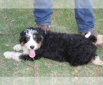 Small Photo #4 Miniature Bernedoodle Puppy For Sale in MINEOLA, TX, USA
