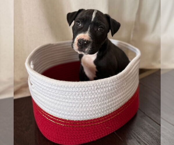 Medium Photo #1 American Pit Bull Terrier-American Staffordshire Terrier Mix Puppy For Sale in Chester, VA, USA
