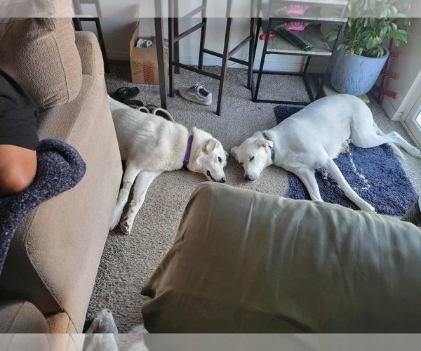 Medium Photo #3 - Mix Puppy For Sale in Bountiful, UT, USA