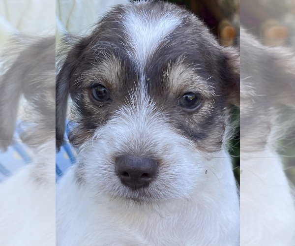 Medium Photo #3 Schnauzer (Miniature) Puppy For Sale in WESTMINSTER, SC, USA