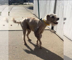 Gimpy - Male Poodle (Miniature)-Unknown Mix Dog for Adoption - Photo #6