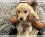 Small Photo #2 Golden Retriever Puppy For Sale in JACKSONVILLE, NC, USA