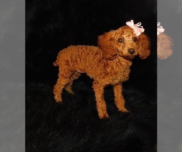 Medium Photo #1 Poodle (Toy) Puppy For Sale in WARRENSBURG, MO, USA