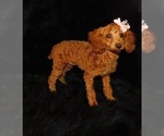 Small Photo #1 Poodle (Toy) Puppy For Sale in WARRENSBURG, MO, USA