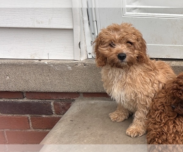 Medium Photo #1 Cavapoo (Miniature) Puppy For Sale in BERKLEY, MI, USA