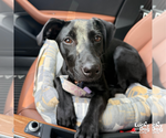 Small #6 Australian Shepherd Mix