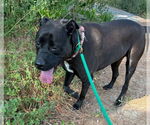 Small #9 American Pit Bull Terrier-Labrador Retriever Mix