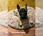 Small Photo #6 Belgian Malinois Puppy For Sale in HOUSTON, TX, USA