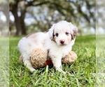 Puppy Bailey Miniature Australian Shepherd