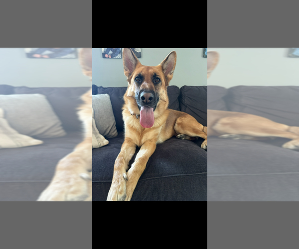 Medium Photo #4 German Shepherd Dog Puppy For Sale in LA FAYETTE, NY, USA