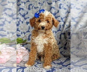 Poodle (Miniature) Puppy for sale in HOLTWOOD, PA, USA