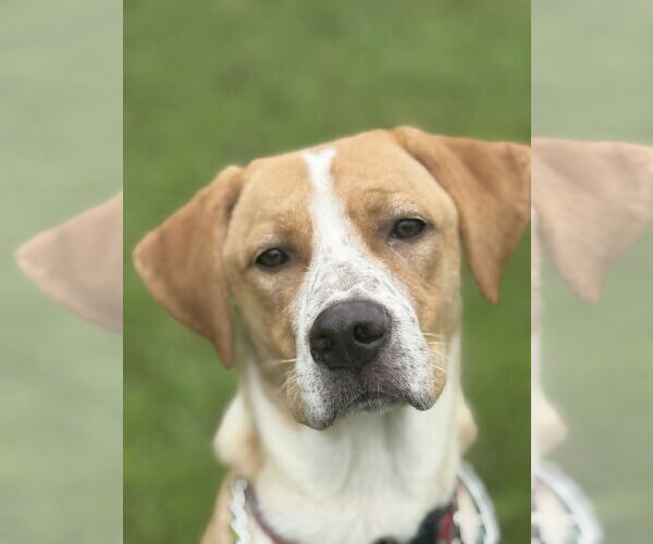 Medium Photo #1 Beagle-Vizsla Mix Puppy For Sale in Attalka, AL, USA