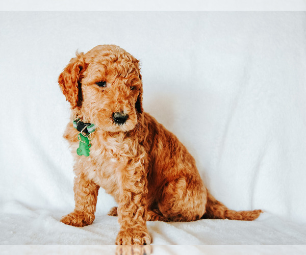 Medium Photo #2 Goldendoodle Puppy For Sale in LIVINGSTON, TX, USA
