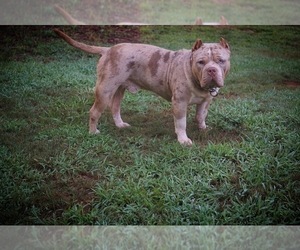 Father of the American Bully puppies born on 11/01/2021