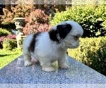 Small #21 Shih Tzu