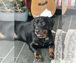 Small Photo #5 Dachshund-Rottweiler Mix Puppy For Sale in Orlando, FL, USA