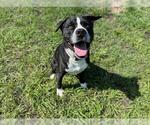 Small #1 Border Collie Mix