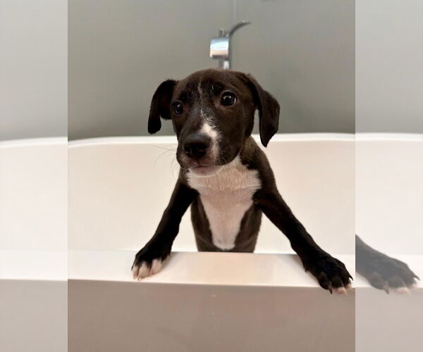 Medium Photo #5 Labrador Retriever-Unknown Mix Puppy For Sale in Plainfield, IL, USA