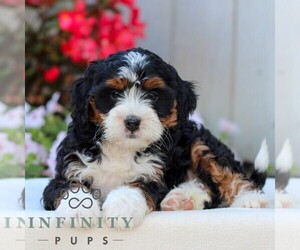 Bernedoodle (Miniature) Puppy for sale in LITITZ, PA, USA