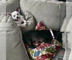Small #1 Chihuahua