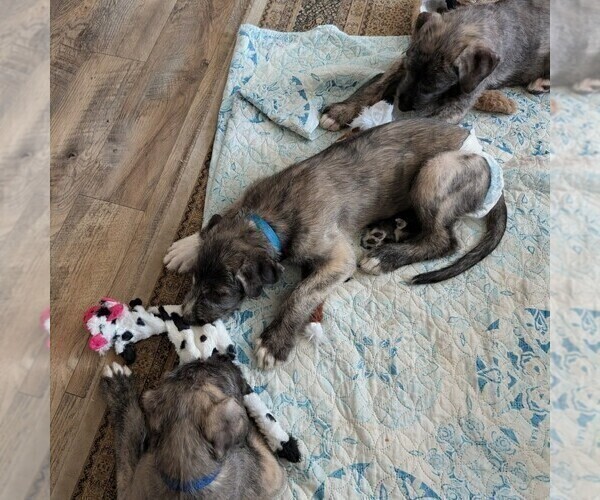 Medium Photo #11 Irish Wolfhound Puppy For Sale in BERESFORD, SD, USA