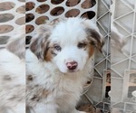 Small Photo #2 Miniature American Shepherd Puppy For Sale in MONTGOMERY CITY, MO, USA