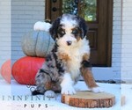 Small #3 Bernedoodle (Miniature)